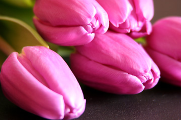 Image showing Tulips