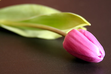 Image showing tulip