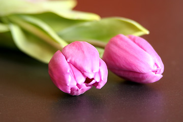 Image showing Tulips