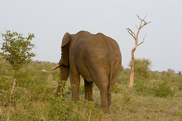 Image showing African Elephant