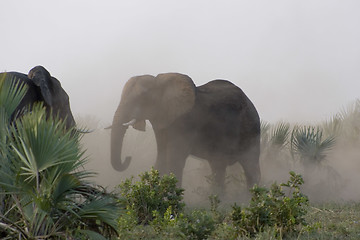 Image showing African Elephant