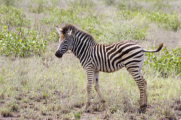 Image showing Burchell's zebra