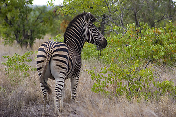 Image showing Burchell's zebra