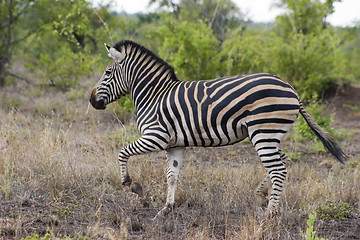 Image showing Burchell's zebra