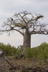 Image showing Baobab tree