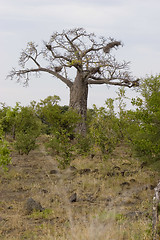 Image showing Baobab tree