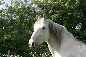 Image showing White horse