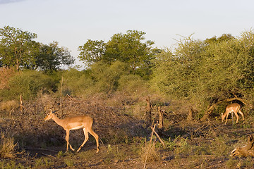 Image showing Impala