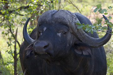 Image showing Cape buffalo