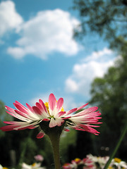 Image showing summer Daisy