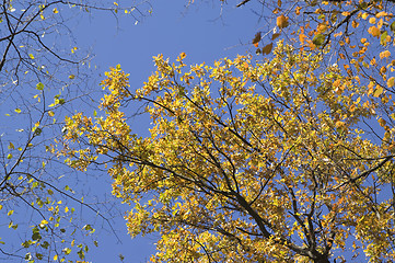 Image showing Autumn forest