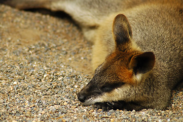 Image showing sleeping kangaroo