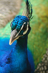 Image showing peacock