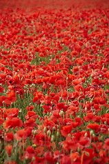 Image showing Poppies