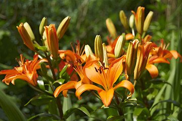 Image showing Orange lillies