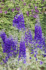 Image showing Lupins