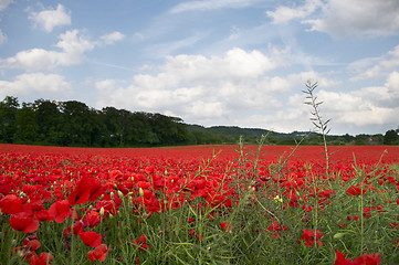 Image showing Poppy Field