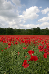 Image showing Poppy Field