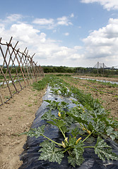 Image showing Vegetable garden