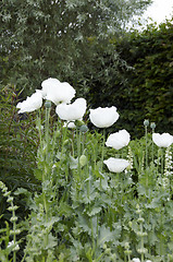 Image showing White poppy