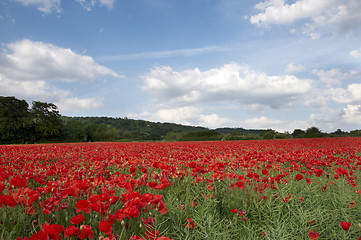 Image showing Poppy Field