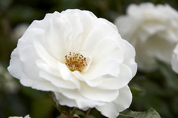 Image showing White Rose