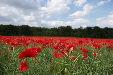 Image showing Poppy Field