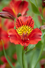 Image showing Red flower