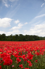 Image showing Poppy Field