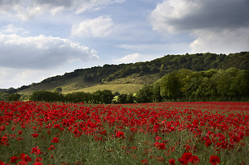 Image showing Poppy Field