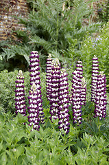 Image showing Lupins