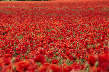 Image showing Poppies