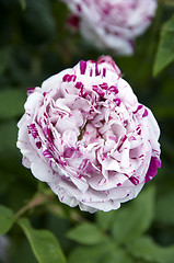 Image showing Rose