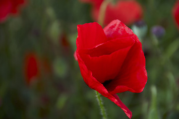 Image showing Poppy