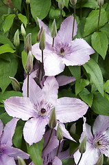 Image showing Clematis