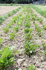 Image showing Vegetable garden