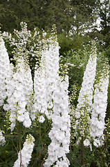 Image showing Delphinium