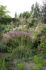 Image showing Cottage garden