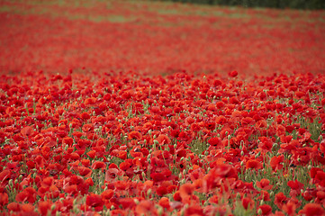 Image showing Poppies