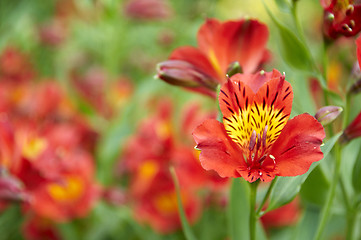 Image showing Red flower