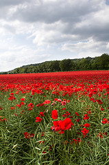 Image showing Poppy Field