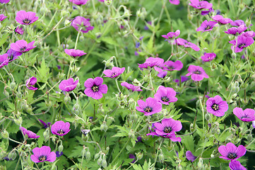 Image showing Cranesbill