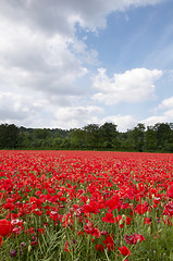 Image showing Poppy Field