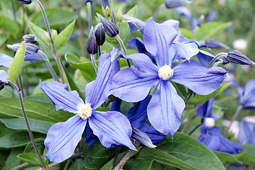 Image showing Clematis