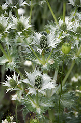 Image showing  Eryngium