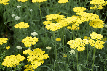 Image showing Achillea