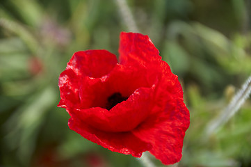 Image showing Poppy