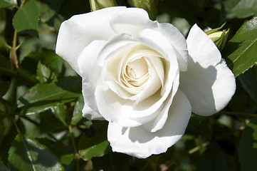 Image showing White rose