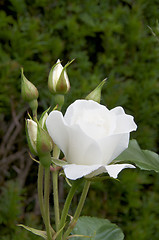 Image showing White rose