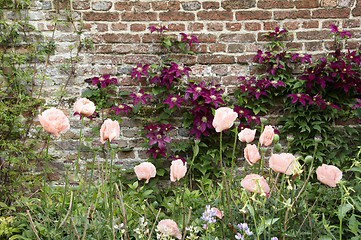 Image showing Wall garden